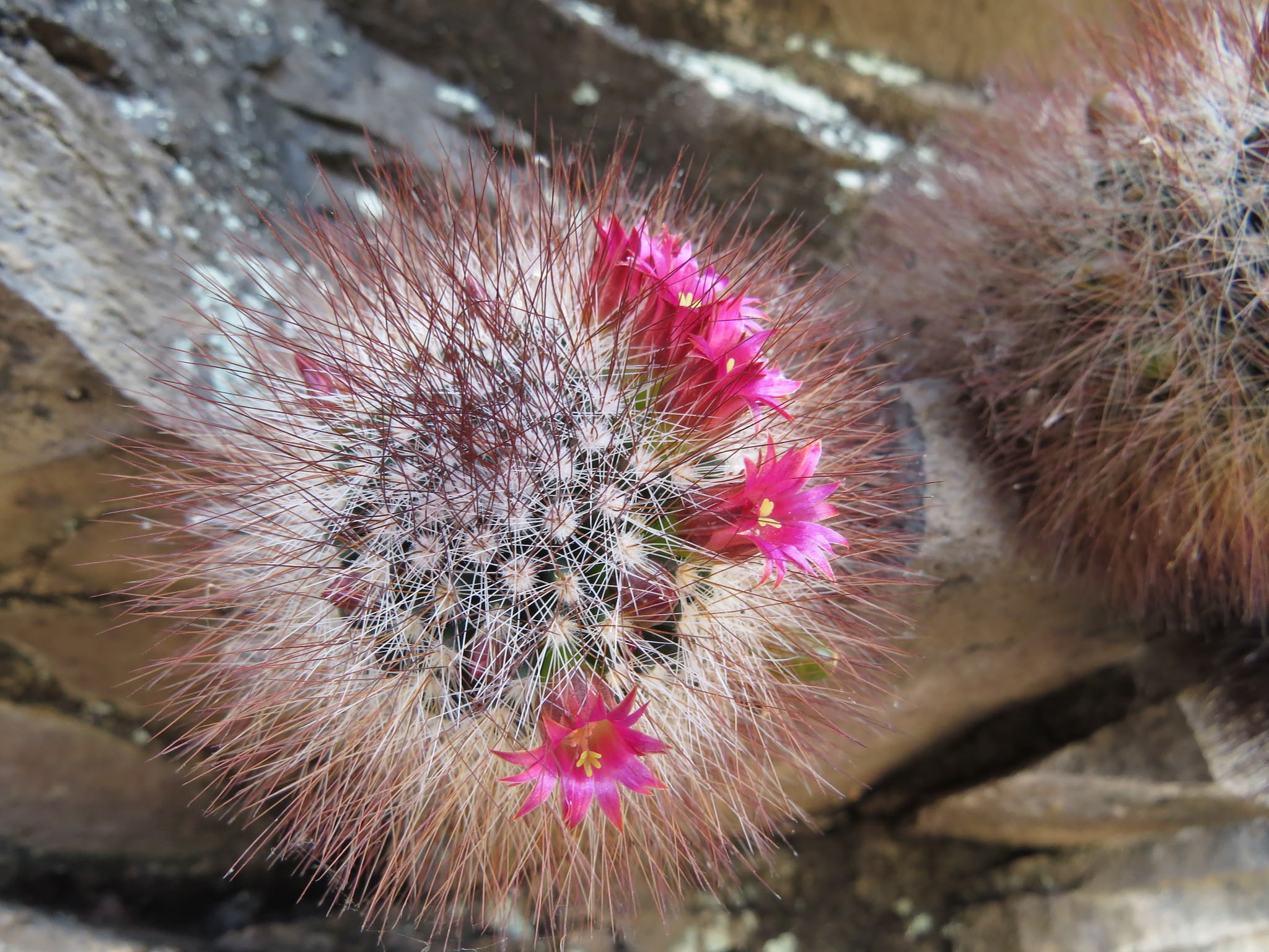 Mammillaria spinosissima